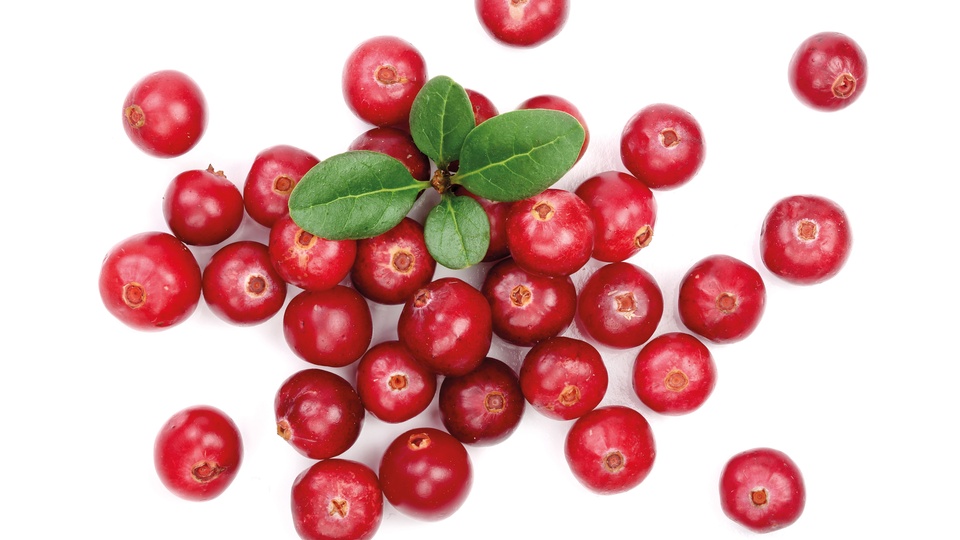 Nicht die Inhaltsstoffe der Cranberries selbst sind für die antiadhäsive Wirkung verantwortlich, sondern deren Abbauprodukte. © Shutterstock