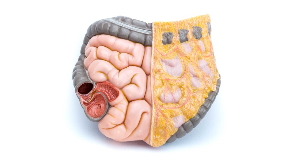 Modell des menschlichen Darms © Shutterstock