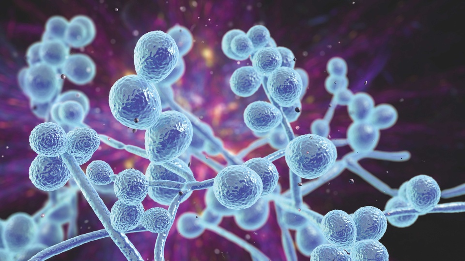 Gesundheits­gefährdende Pilze © Shutterstock
