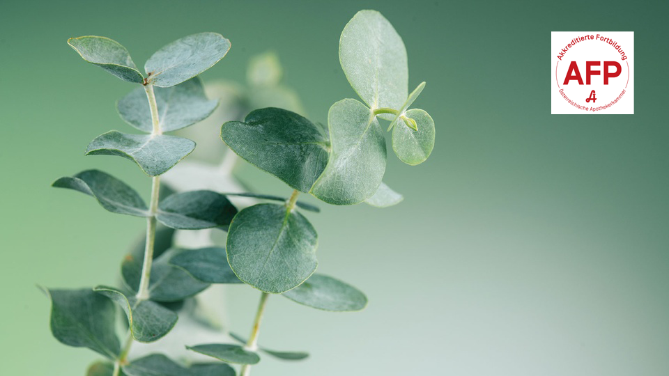 Eukalyptus © Shutterstock