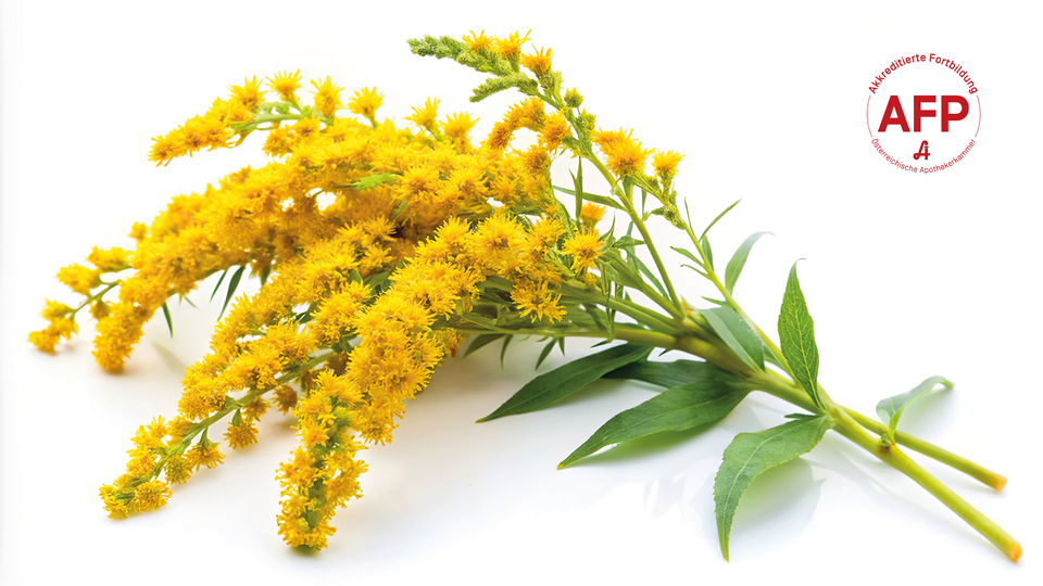 Goldrute © Shutterstock/APOVERLAG