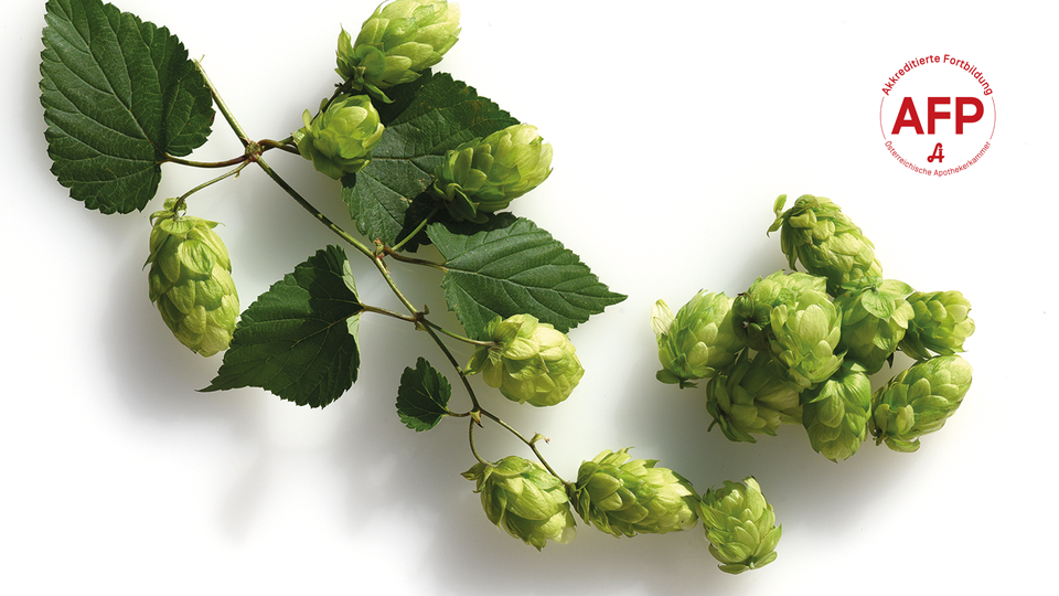 Hopfen &copy; Shutterstock