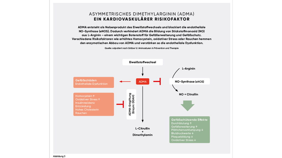 Abbildung 3_ADMA © adpatiert nach Gröber U: Aminosäuren in Prävention und Therapie
