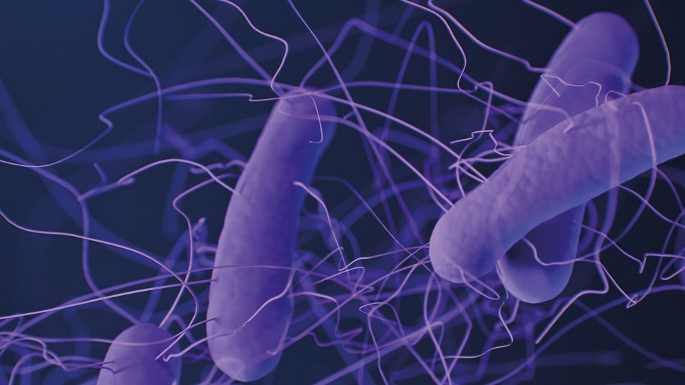 © Shutterstock Clostridioides difficile besiedelt den Darm und ist der Erreger der pseudomembranösen Kolitis, deren Häufigkeit und Schwere in den letzten Jahren zugenommen hat. Besonders die Ribotypen 027 und 078 kommen vermehrt vor, sind hochvirulent und produzieren große Mengen an Toxinen. © Shutterstock