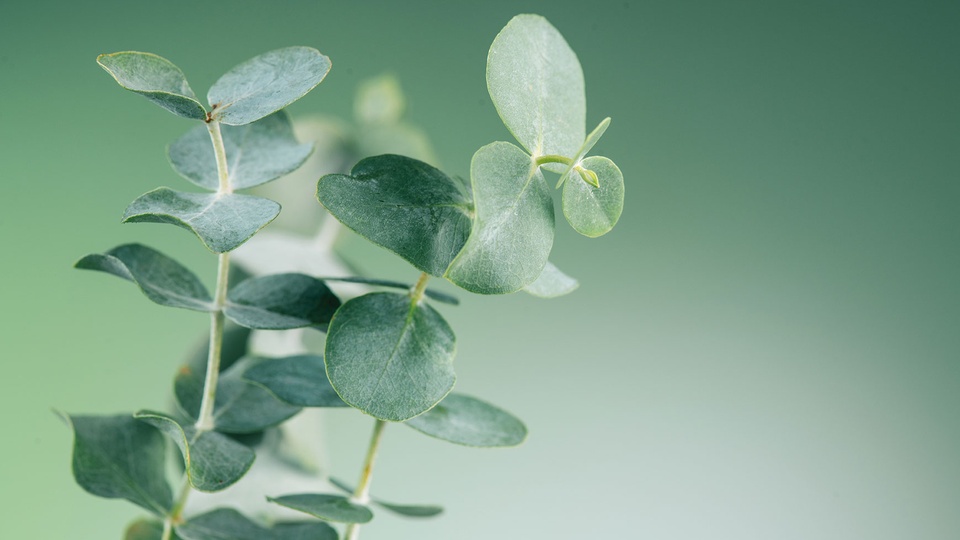 Eukalyptus © shutterstock