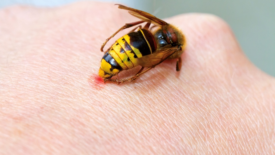 Wespen- und andere Insektenallergien sind in Nord-, West- und MItteleuropa häufig, jedoch nicht im Süden. © Shutterstock