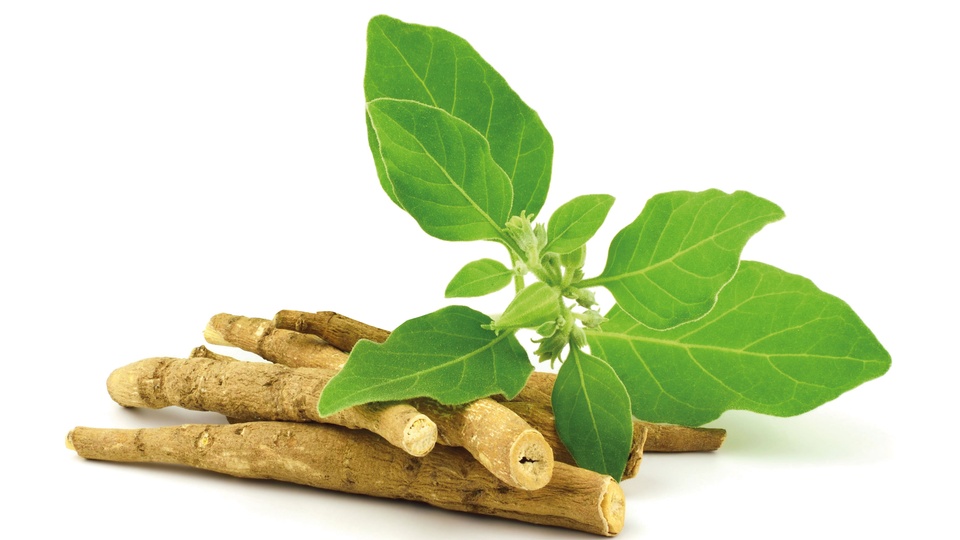 Wurzel und Blätter von Ashwagandha werden in der ayurvedischen Medizin als Schlafmittel und als stärkende Heilpflanze angewendet. © Shutterstock