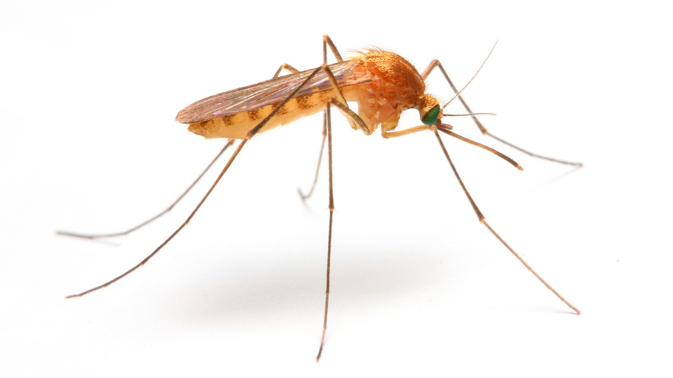 Malaria © Shutterstock