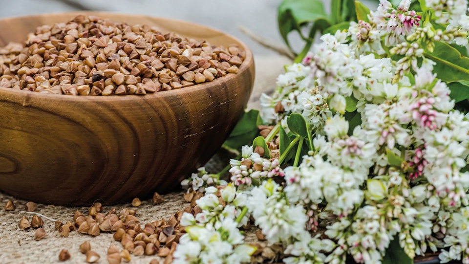 Zur Behandlung von Venenproblemen setzt man anstelle seiner Samen das Kraut des  Buchweizens ein. © Shutterstock