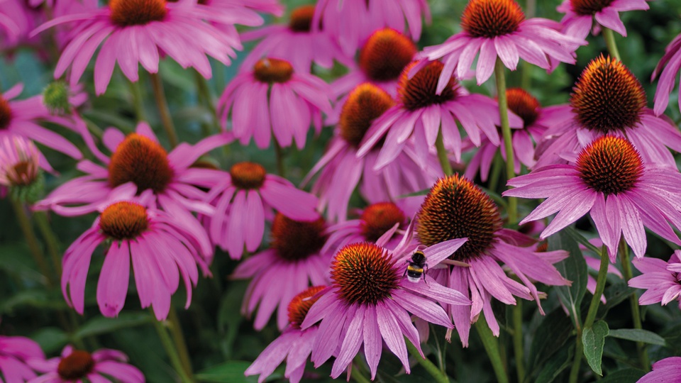Echinacea © Shutterstock