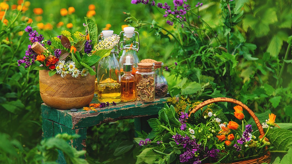 © Shutterstock Wanderung bei Heilpflanzen © Shutterstock