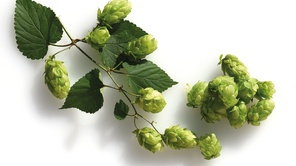 Hopfen &copy; Shutterstock