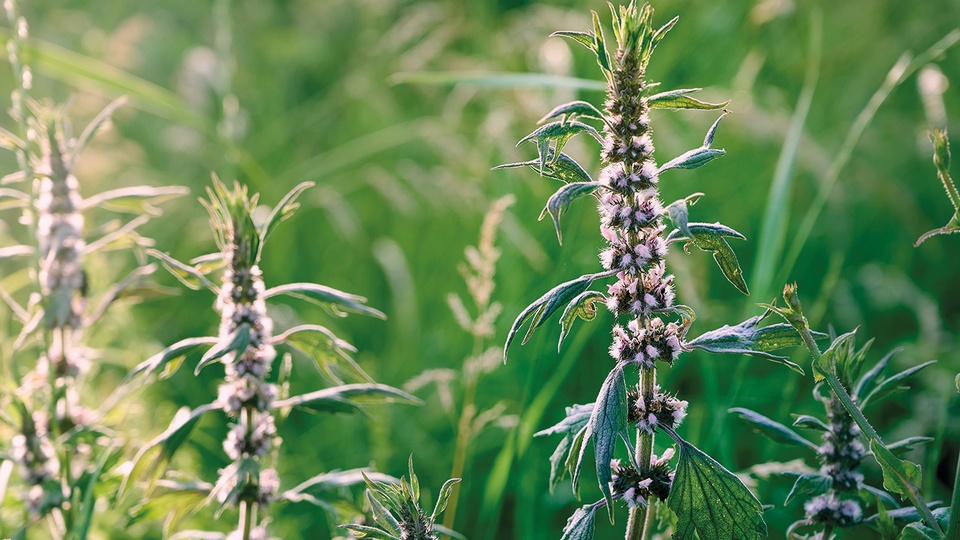 Phyto &copy; iStock
