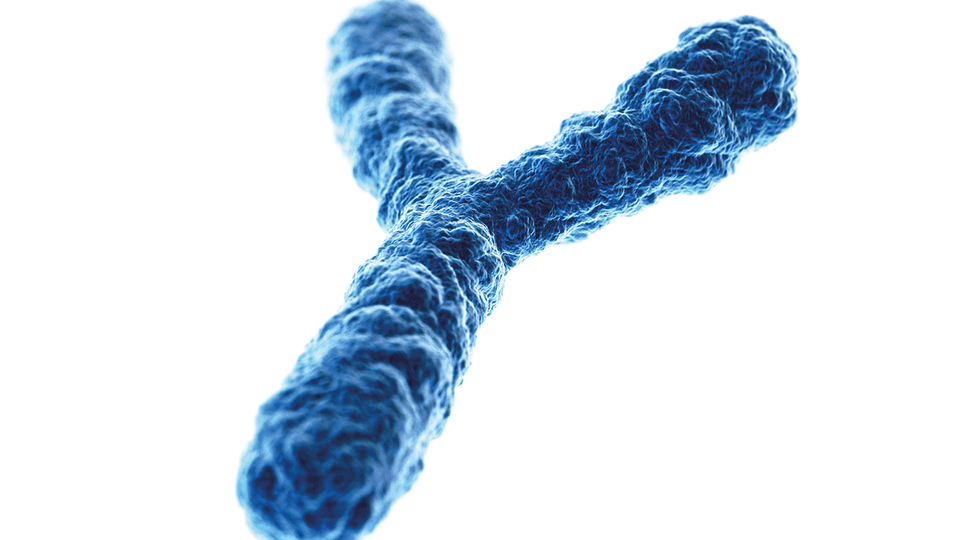 Mit zunehmendem Alter  kommt es bei Männern zu einem teilweisen Verlust des Y-Chromosoms.  © iStock