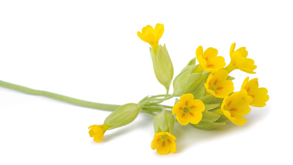 © Shutterstock Schlüsselblume © Shutterstock