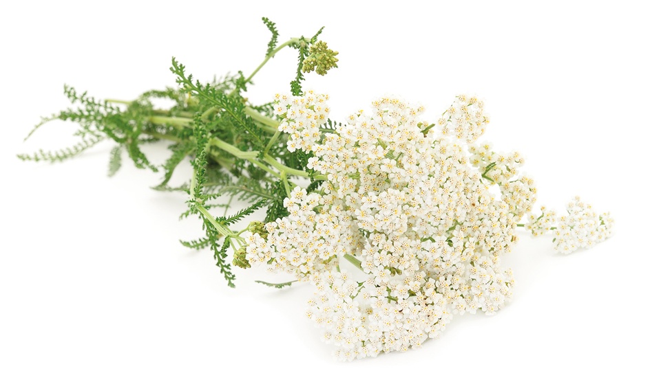 Schafgarbe stellt eine pflanzliche Alternative zur Therapie der primären Dysmenorrhoe dar. Beispielweise als Tee angewendet, weist die Pflanze entzündungshemmende und krampflösende Eigenschaften auf. © Shutterstock