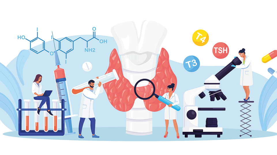 Die Thyreozyten der Schilddr&uuml;se produzieren  die lebenswichtigen Hormone T3 und T4,  die auch f&uuml;r die  Fertilit&auml;t essenziell sind. &copy; shutterstock
