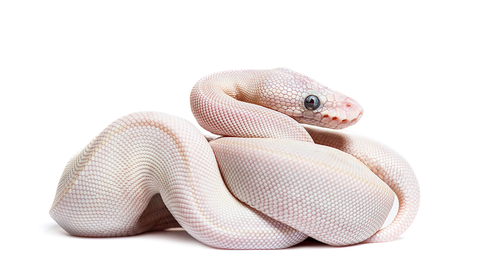 © Shutterstock Schlange © Shutterstock