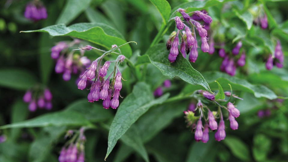 Phytotherapeutisch kommen zur innerlichen Anwendung Präparate aus Esche, Pappel, Weihrauch, Curcuma oder  Teufelskralle zur Anwendung, während Produkte mit Arnika  und Beinwell (Bild) äußerlich angewendet werden.  © Shutterstock