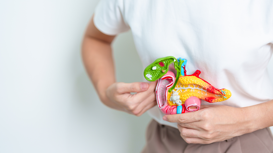 © Shutterstock Bauchspeicheldrüse © Shutterstock