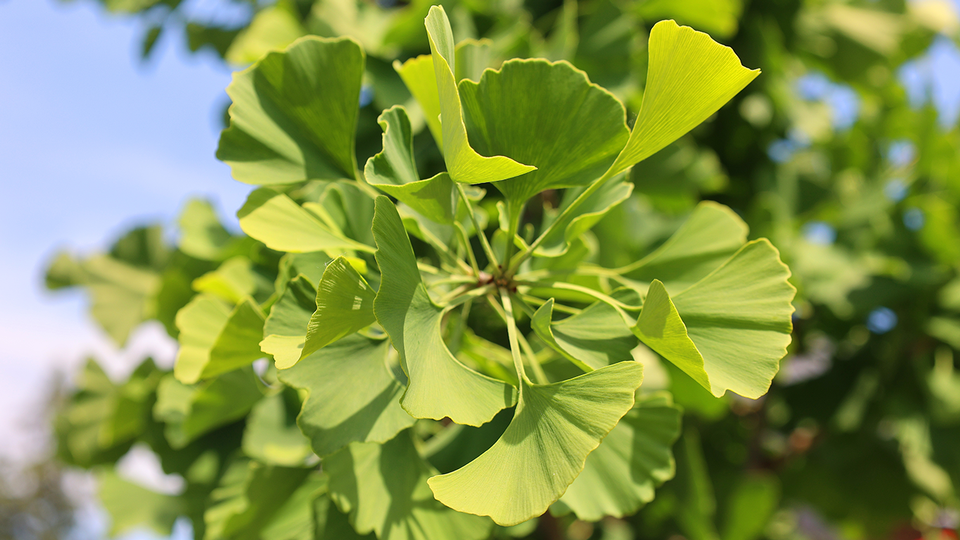 © Shutterstock Ginkgo © Shutterstock
