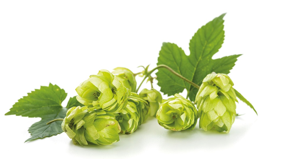 Zu den bew&auml;hrten Phytopharmaka z&auml;hlen Lavendel, Baldrian, Passionsblume, Hopfen (im Bild), Melisse und Johanniskraut. &copy; Shutterstock