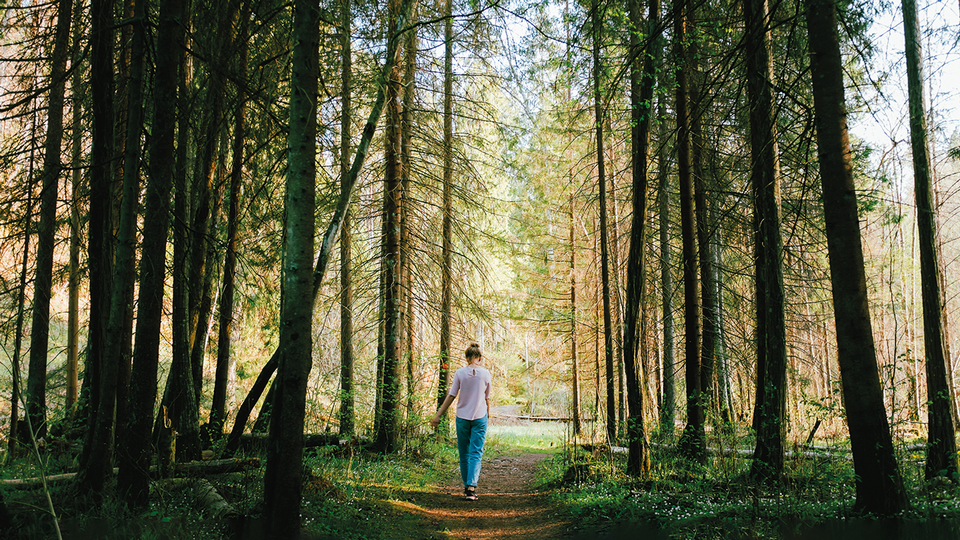 © Shutterstock Im Wald © Shutterstock