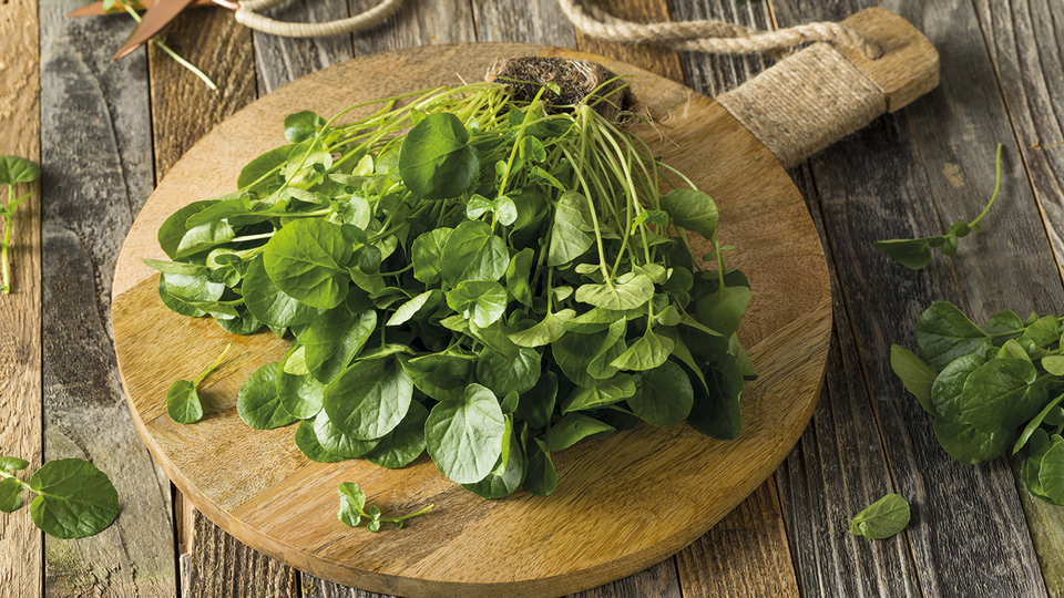 Kapuzinerkresse © Shutterstock