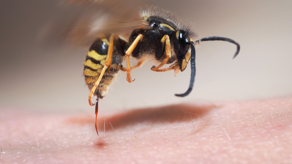 Bienen- und Wespenstiche sind besonders schmerzhaft. Je schneller die Einstichstelle mit einem kurzen Hitzeimpuls behandelt wird, umso besser ist die Wirkung. © Shutterstock