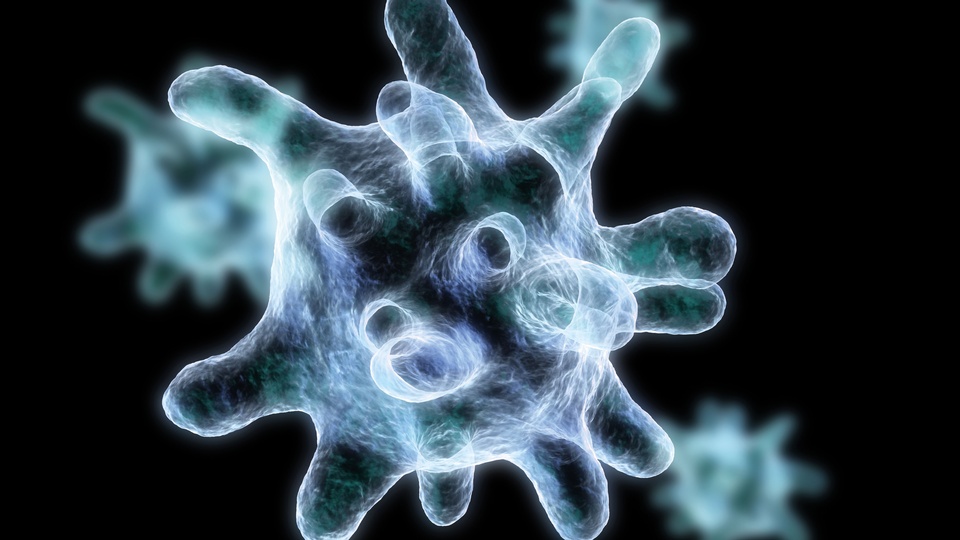 Immunzellen Symbolbild © Shutterstock