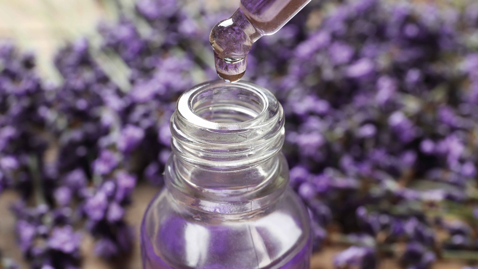 Lavendel © Shutterstock