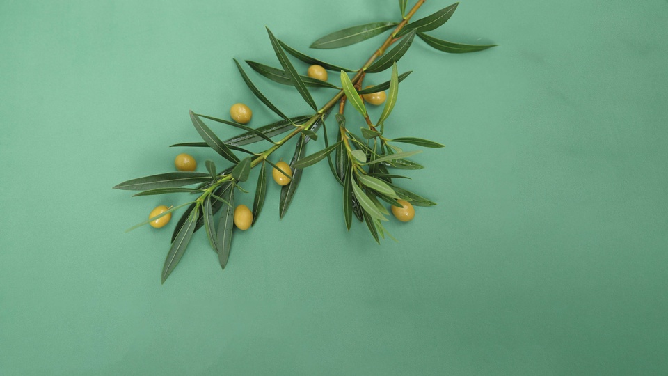 Olive © Shutterstock